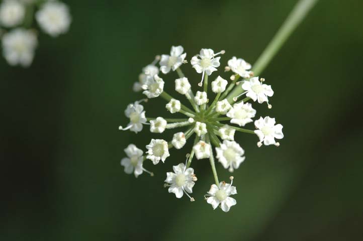 Quale Apiacea?